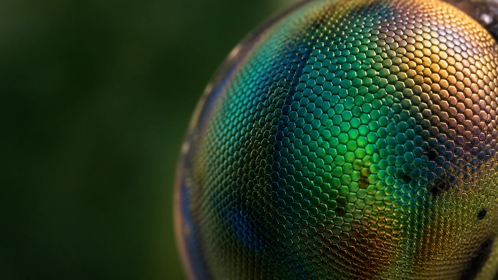 Extreme close-up of an iridescent compound eye, with delicate honeycomb structures in green, turquoise and copper.